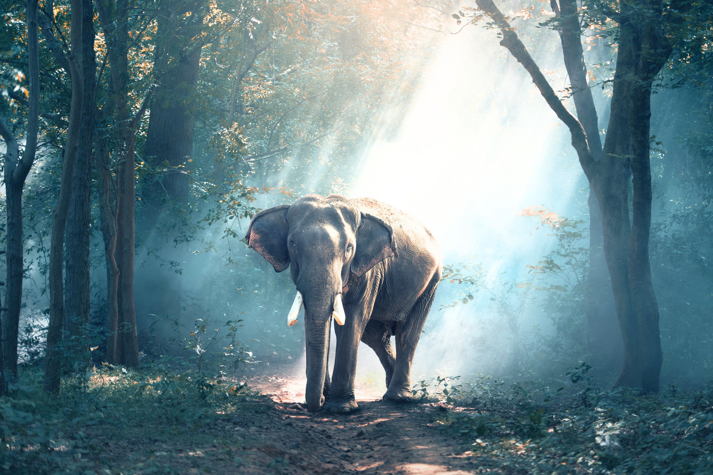 addo elephant national park (4).webp